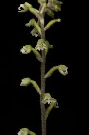 Image result for Zeuxine africana