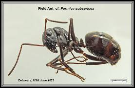 It is known as the titanomymra giganteum and is the biggest ant to have ever existed. Arthropods 4