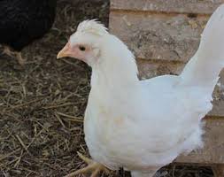 Birds That Lay Eggs On The Ground Uk Sapphires Super Blue Egg Layers We Have Adopted The Uk Name For This Unique Cross A Sapphire Chickens Backyard Egg Laying Chickens Best Egg Laying Chickens