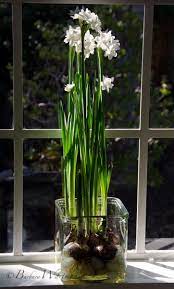 Tuesday S Tips Forcing Paperwhites Pt 2 Bulb Flowers Indoor Flowers Paperwhites