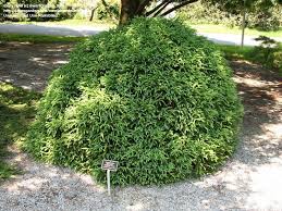 Maybe you would like to learn more about one of these? Plantfiles Pictures Dwarf Japanese Cedar Globosa Nana Cryptomeria Japonica By Dwarfconifer