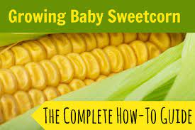 We did not find results for: Growing Baby Sweet Corn The Complete How To Guide