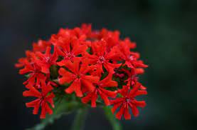 ''ixora coccinea'' is a species of flowering plant in the rubiaceae family. Burning Love Planting Care And Tips Live Native Com