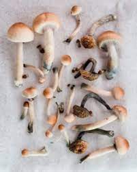 Psilocybin Mushrooms Addiction Abuse And Treatment Addiction Center