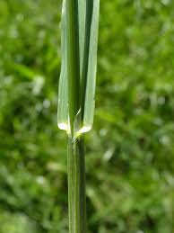 Image result for Bromus leptoclados