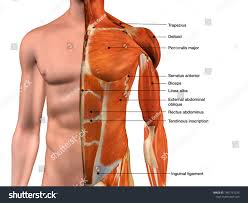 Learn about the differences between the upper torso and the chest, and find out some of the reasons why the chest is one of the most important areas in your body. Male Torso Muscle Anatomy Labeled Cutaway Stock Illustration 1401761225