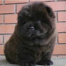 Satilik Chow Chow Cin Aslani Chow Chow Cin Aslani Yavru Istanbul Yavru Chow Chow Cin Aslani Kopek Sahiplendirme