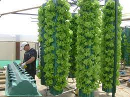 Pin En Plantaciones