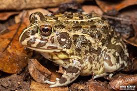 Image result for Pycreus africanus