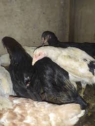 Jika kamu memiliki ayam kampung di rumah atau peternakanmu, kamu dapat memberikan mereka setelah semua bahan tercampur, angkat lalu dinginkan sebelum diberikan pada ayam kampung. Ayam Kampung Umur 4 Bulan Shopee Indonesia