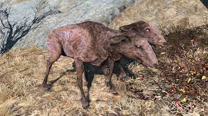 Jul 15, 2017 · 4) if you can't find them in the work shop menu: Radstag Fallout 4 Fallout Wiki Fandom