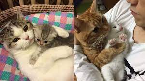 Kittens do not have specific names (you get to name them yourself.) when you level up a kitten, they unlock skills. Mother Cats Protecting Their Cute Kittens Mom Cat Loves Kittens Compilation 2020 Youtube