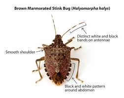 Oops Article Not Found Rodale Institute Brown Marmorated Stink Bug Stink Bugs Raised Bed Garden Design