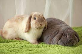 Indoor Or Outdoor Rabbit Pet Talk Pets At Home
