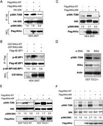 Marlene merritt explains the confusion around other diets and why they may have worked in the past, but why they fail for most people now. Akt Dependent Activation Of Mtorc1 Complex Involves Phosphorylation Of Mtor Mammalian Target Of Rapamycin By Ikb Kinase A Ikka Journal Of Biological Chemistry