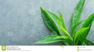 Pflanzen, die viele kleine blätter haben wie ein asparagus, werden am besten regelmäßig mit lauwarmem wasser abgeduscht, empfiehlt kilousek. Grune Wild Wachsende Pflanzen Mit Langen Schmalen Blattern Auf Grey Concrete Stone Cement Metal Hintergrund Fruhlings Sommer Gart Stockfoto Bild Von Metall Laub 117113758