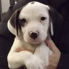 Black And White Hound Mix Puppy Capital Area Humane Society Black And White Beagle White Beagle Humane Society