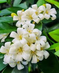 Image result for Murraya