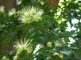 Image result for Maerua cafra