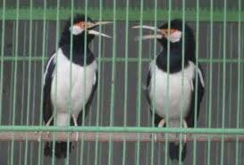 Apabila masih dalam usia anakan, ciri ciri burung branjangan jantan yaitu memiliki kepala yang ukurannya lebih besar dari pada betina. Perbedaan Burung Jantan Dan Betina Om Kicau