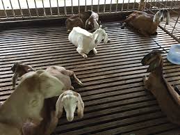 Javier Multiplier Farm