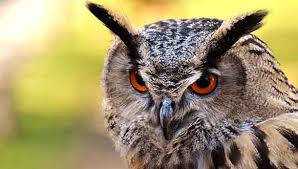 While it can be quite common and enjoyable to have a pet parrot, the same is not necessarily true for a pet owl. Can You Have Owls As Pets The Complications Of Having Owls As Pets