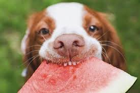 Now you might be thinking, can dogs eat watermelon? our beloved pets always want a piece of what we have, and it can be hard to deny those sad puppy dog eyes. Can Dogs Eat Watermelon Yes It Can But Proactive Pet Products