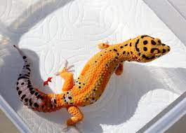 Home Leopard Geckos For Sale Leopard Gecko Gecko Pet Lizards