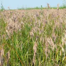 Image result for Bromus