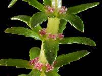 Image result for Haloragaceae