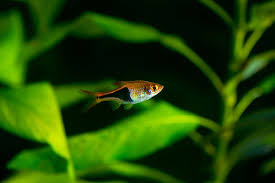 The harlequin rasbora (trigonostigma heteromorpha) is a small fish in the family cyprinidae. Rasbora 15 Facts You Won T Believe