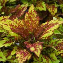 Image result for Coleus gracillimus