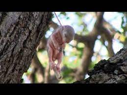 A metal garbage can with a metal lid works great. Baby Squirrel Saved From Death In Kruger 14 December 2012 Latest Sightings Youtube
