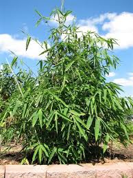 Image result for Dendrocalamus