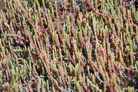 Image result for Asparagus natalensis