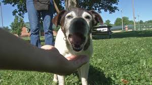 Most are fine living with other canine breeds and many get along well with cats. Oldham County Family Reunited With Dog That S Been Missing For 5 Years Community Wdrb Com