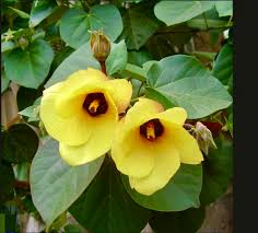 Image result for Hibiscus tiliaceus