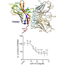 Any software that wrongly says it won't work with opera automatically gets the lowest review. Selection And Structural Characterization Of Anti Trem2 Scfvs That Reduce Levels Of Shed Ectodomain Sciencedirect