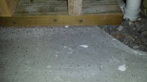 drain flies? (floor, foundation, vacuum