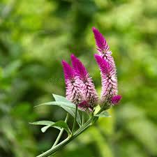 Celosia Argentea Pink Flowers Of Celosia Argentea In Gambian Bush Sponsored Pink Argentea Celosia Bush In 2020 Image Of Spinach Pink Flowers Stock Images