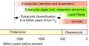 Amoeba sisters genetic drift answer key. Energy Metabolism In Anaerobic Eukaryotes And Earth S Late Oxygenation Sciencedirect