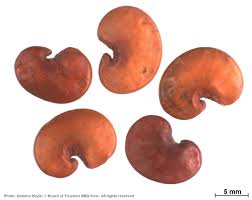 Image result for Philenoptera