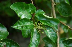 Image result for Premna