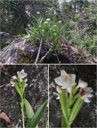 Image result for Angraecopsis parviflora