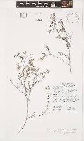 Image result for Indigofera rhytidocarpa