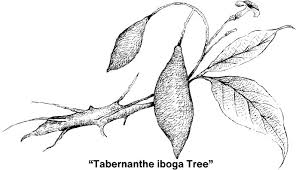 Image result for Tabernanthe