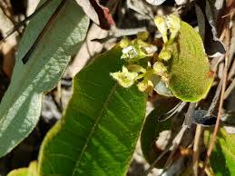 Image result for Pygmaeothamnus zeyheri
