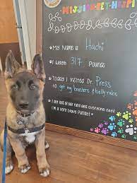 At mission pet hospital, we know pets are like family. Mission Pet Hospital Home Facebook