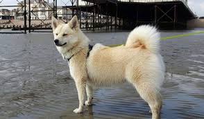 Black And White Pomsky Full Grown Pin On Web Pixer