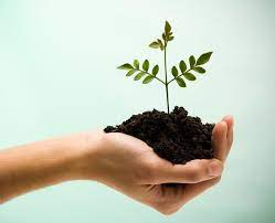 Landscaping For Free Or How To Organize A Plant Swap Plants Pinterest Plant Landscaping Near Me